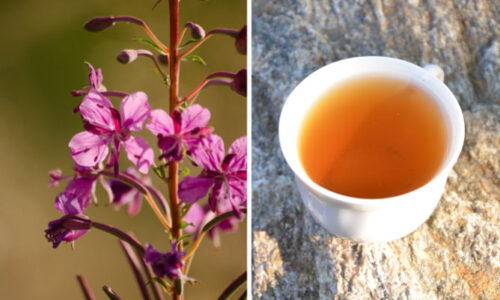 Rosyjska herbata Iwan Czaj – najsmaczniejsza na świecie