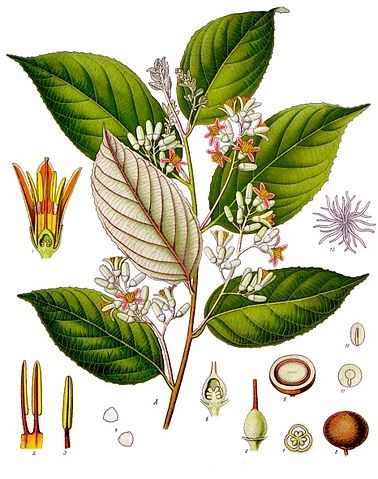 rysunek przedstawia liście i kwiaty rośliny z gatunku styrax