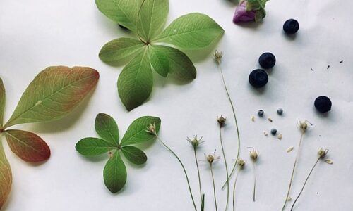 Lekki krem magnezowy z ziołami – przepis z nowym emulgatorem