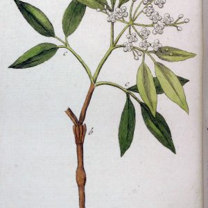 Olejek eteryczny amyrisowy (Amyris balsamifera)