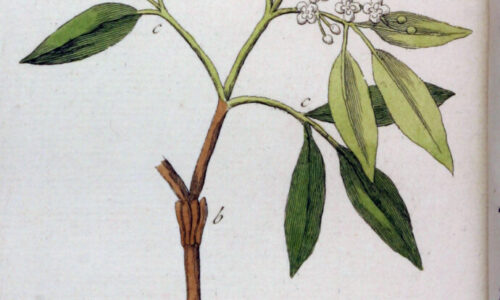 Olejek eteryczny amyrisowy (Amyris balsamifera)