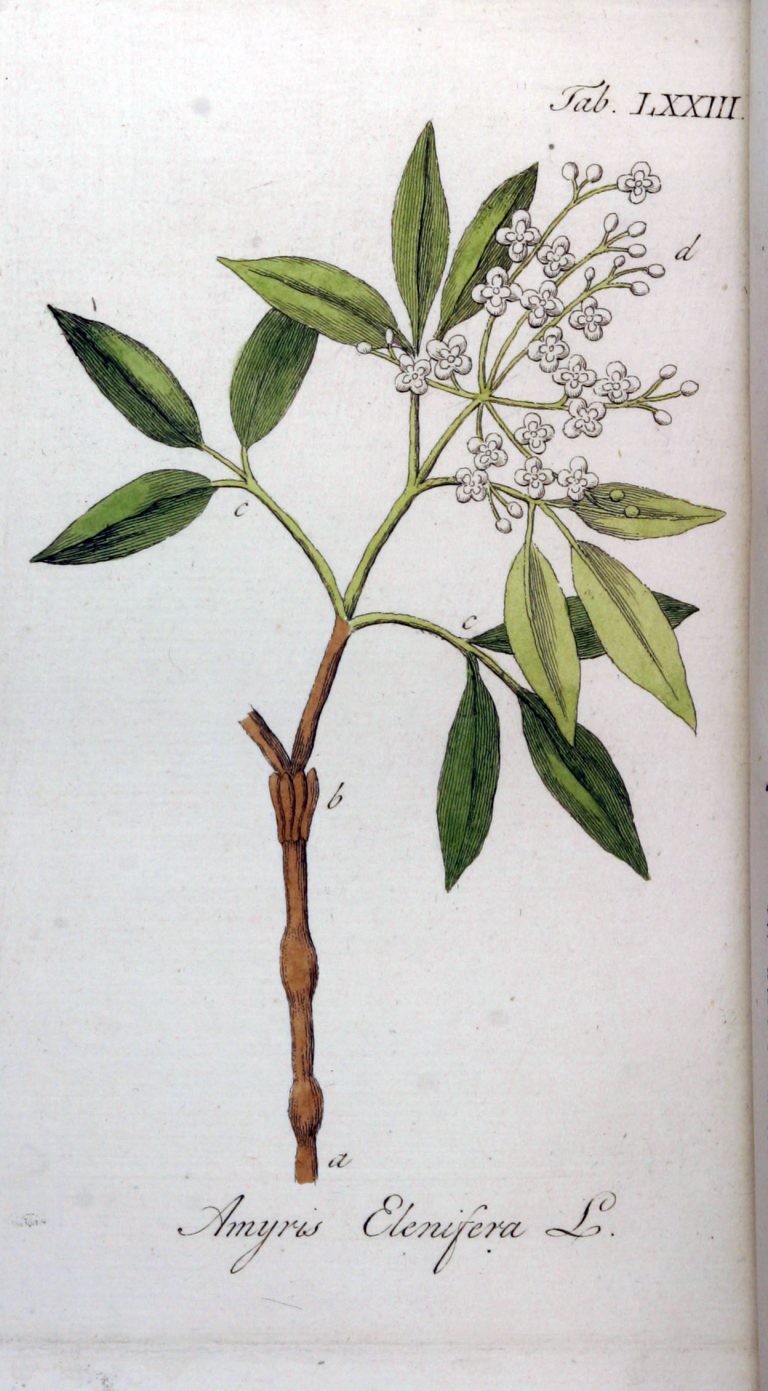 Read more about the article Olejek eteryczny amyrisowy (Amyris balsamifera)