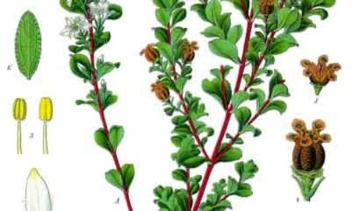 Olejek eteryczny buchu (Agathosma betulina)