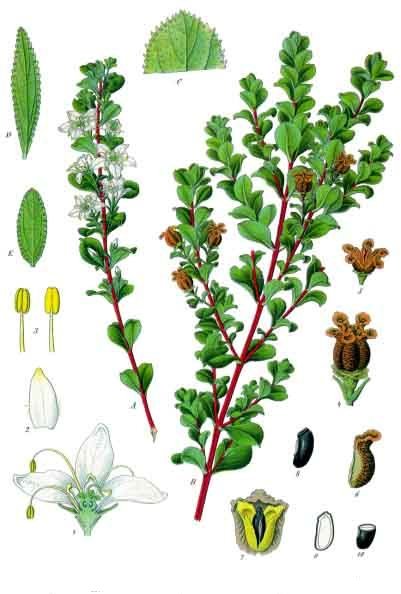 Read more about the article Olejek eteryczny buchu (Agathosma betulina)