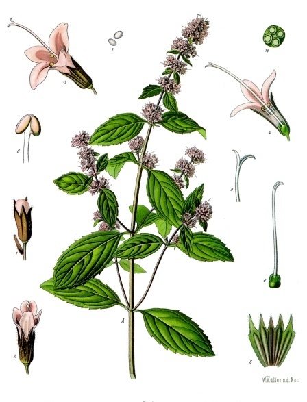 Read more about the article Olejek eteryczny mięty pieprzowej (Mentha piperita)