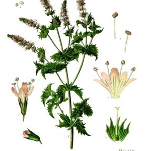 Olejek eteryczny mięty zielonej (Mentha spicata)