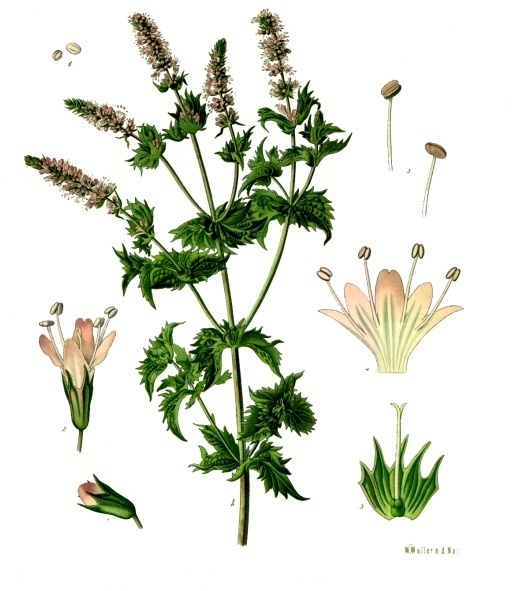Read more about the article Olejek eteryczny mięty zielonej (Mentha spicata)