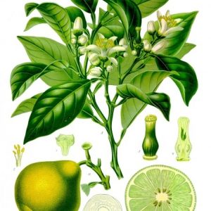 Olejek z bergamoty (Citrus bergamia)