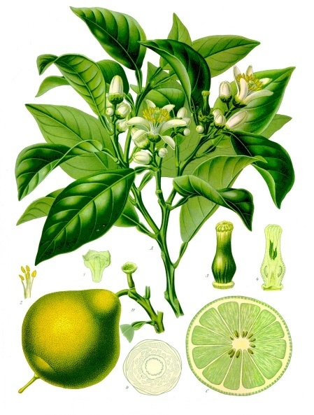 Read more about the article Olejek z bergamoty (Citrus bergamia)