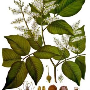 Olejek eteryczny balsamu Copaiba – właściwości i zastosowanie