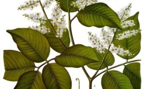 Olejek eteryczny balsamu Copaiba – właściwości i zastosowanie