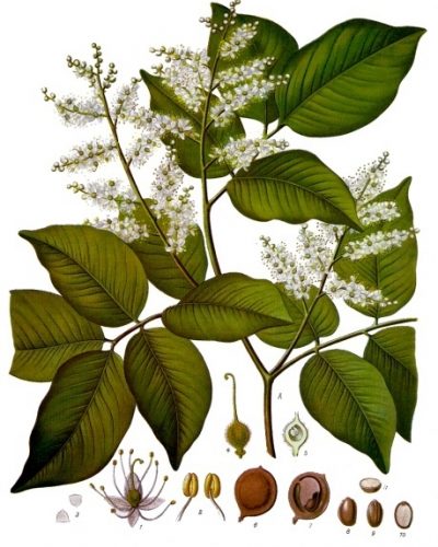 Read more about the article Olejek eteryczny balsamu Copaiba (Copaifera officinalis)
