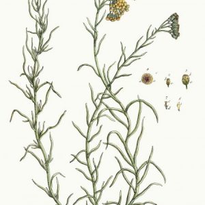 Olejek eteryczny kocanek włoskich (Helichrysum italicum)