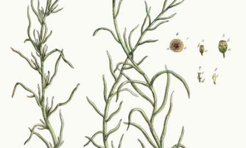 Olejek eteryczny kocanek włoskich (Helichrysum italicum)