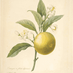 Read more about the article Olejek eteryczny z pomarańczy słodkiej (Citrus sinensis)