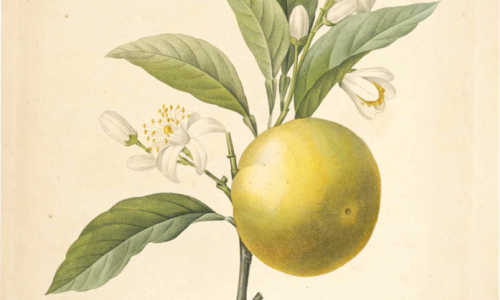 Olejek eteryczny z pomarańczy słodkiej (Citrus sinensis)