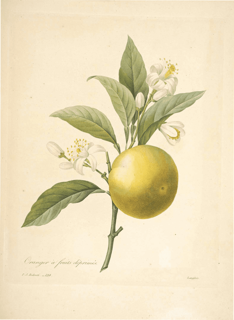 Read more about the article Olejek eteryczny z pomarańczy słodkiej (Citrus sinensis)