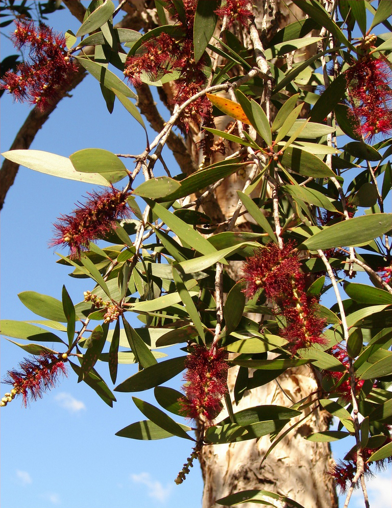 olejek eteryczny niaouli ma działanie przeciwgrzybiczne i przeciwbakteryjne. Pozyskiwany jest z liści drzewa niaouli, spokrewnionego z kajeputem i drzewkiem herbacianym. 