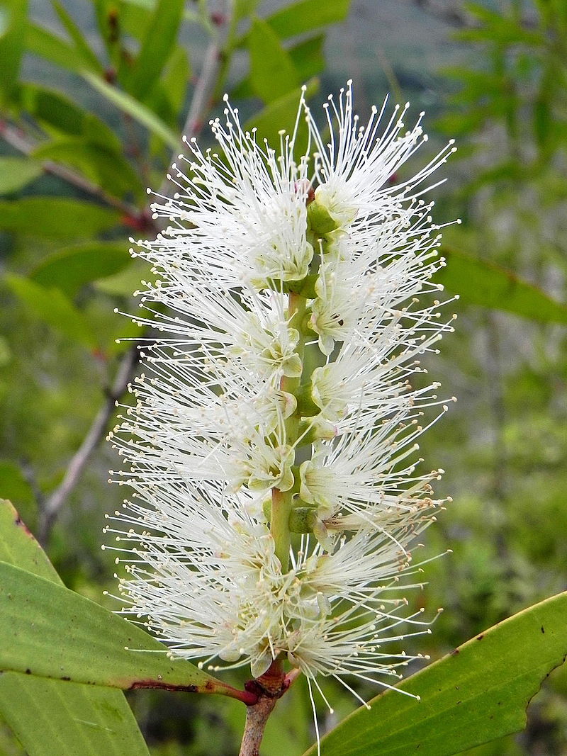 Kwiaty niaouli przypominają szczotkę do butelek. Olejek eteyczny niaouli to nie jedyne bogactwo drzewa: kwiaty pełne są pożywnego nektaru, wabią pszczoły i nietoperze.