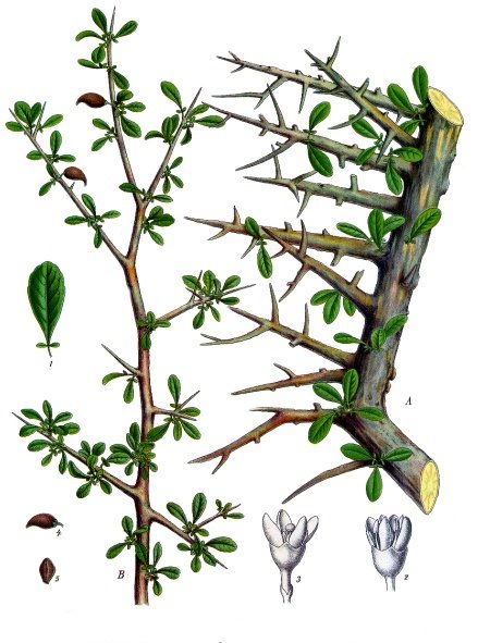Read more about the article Olejek mirrowy (Commiphora myrrha)