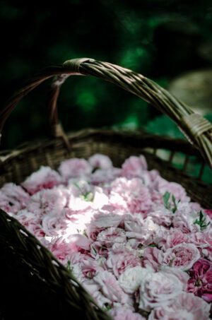Róża damasceńska (Iran) – OLEJEK różany 10% poj. 5 ml