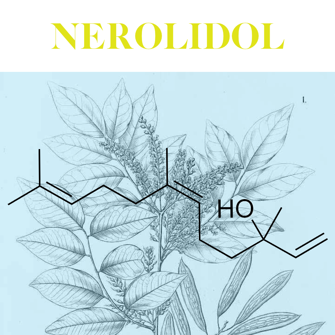 Nerolidol: bioaktywna molekuła olejku Cabreuva | Monografie cząsteczek aromatycznych cz. 1