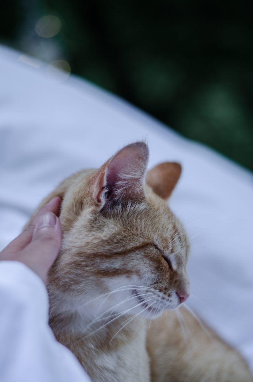 Aromaterapia dla psa i kota – wesprzyj swoje zwierzę w osiągnięciu spokoju i zdrowia z pomocą olejków i hydrolatów