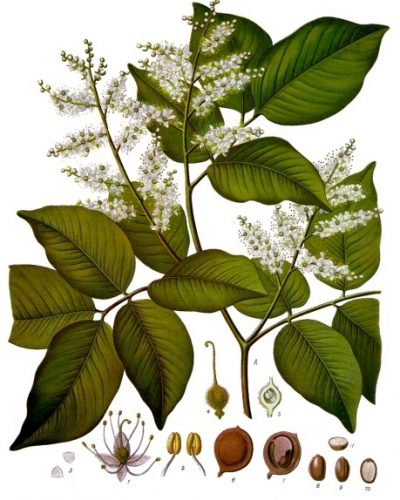 copaiba-Copaifera_officinalis_-_Köhler–s_Medizinal-Pflanzen.jpg